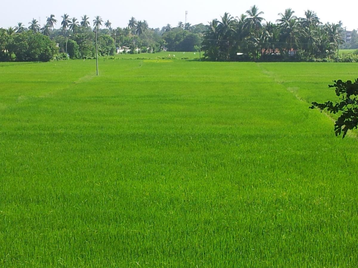New Vilard Tissamaharama Ngoại thất bức ảnh