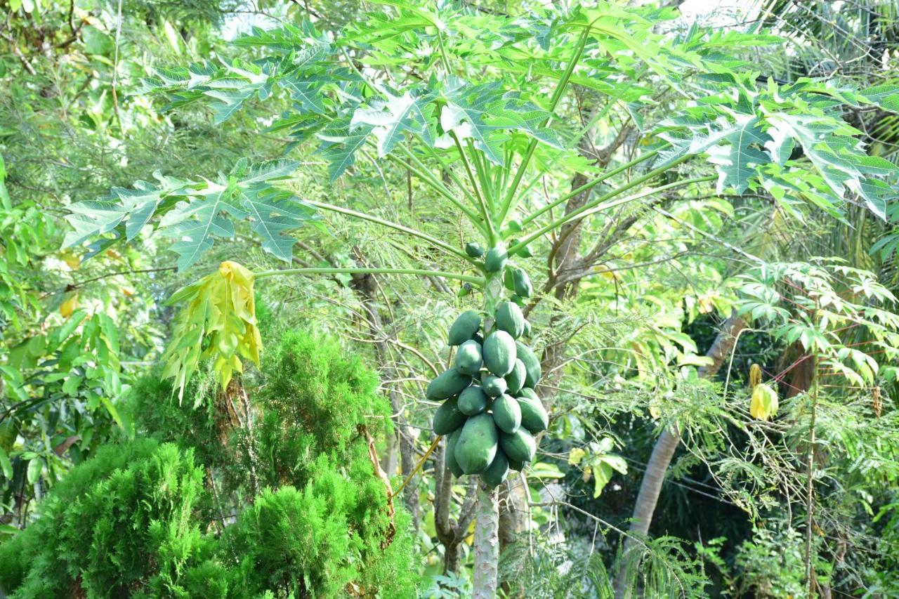 New Vilard Tissamaharama Ngoại thất bức ảnh